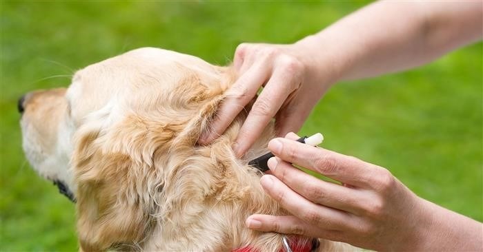 Аллергическая реакция кожи у собак