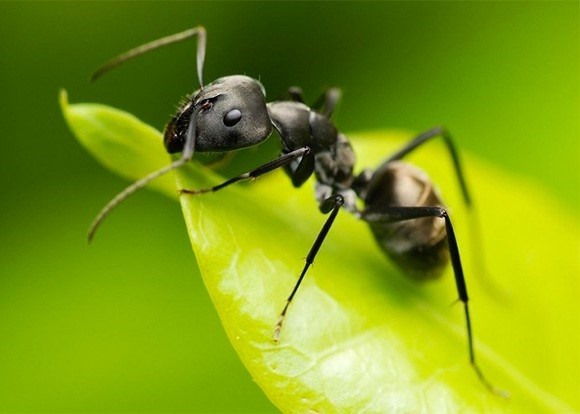 10 интересных фактов о муравьях