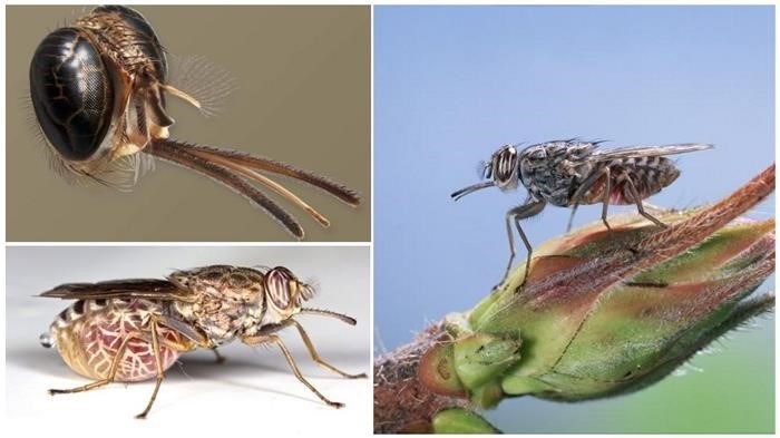 Укус мухи цеце: особенности заражения