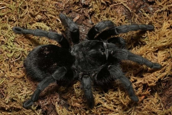 Неприхотливые новые тарантулы из Нового Света - лучшие для начинающих