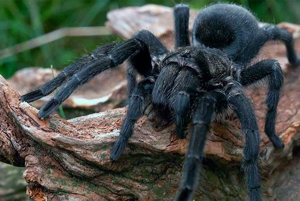 Естественные враги тарантулов