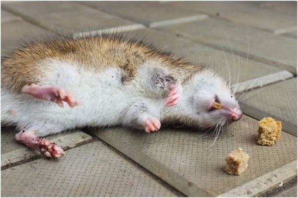 Все ли куры подвержены опасности со стороны крыс?