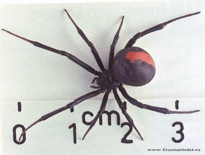 Прочие ядовитые пауки, встречающиеся в России