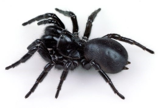 Чилийский паук-отшельник: опасный обитатель Южной Америки