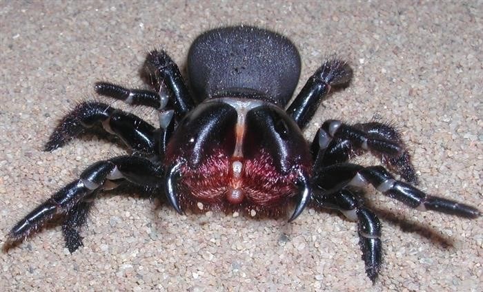 Сиднейский воронковый паук: описание и опасность