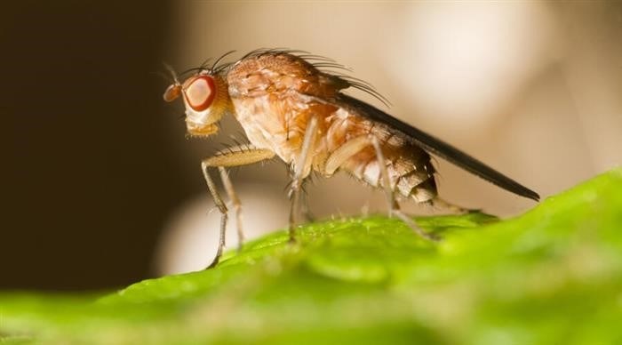 Чем отличается муха дрозофила?