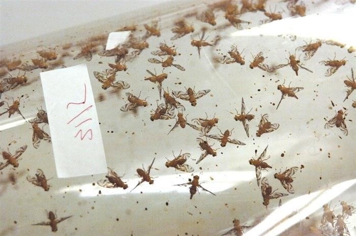 Чем опасна муха цеце?