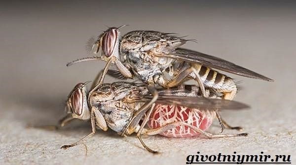 Особенности и среда обитания мухи цеце