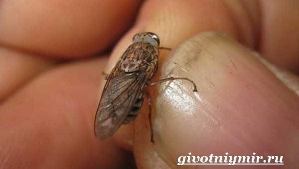 Размножение и продолжительность жизни мухи цеце
