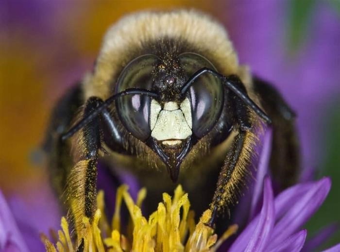 Сколько укусов пчелы может выдержать обычный человек?