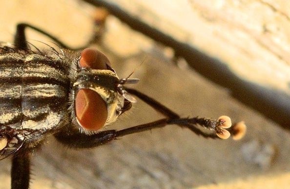 Какие болезни могут переносить мухи?