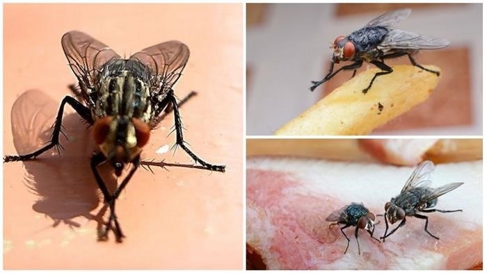 Для чего мухи используют свои конечности
