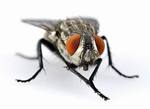 Какие опасные заболевания переносят мухи на своих лапках