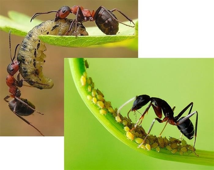 Дополнительная пища для муравьев