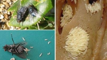 Эффект на организм человека при проглатывании мухи