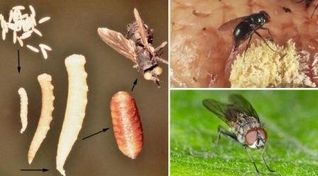 Опасные факторы при проглатывании мух