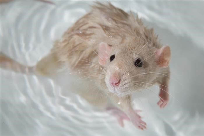 Последствия, если крысы питаются тараканами в квартире