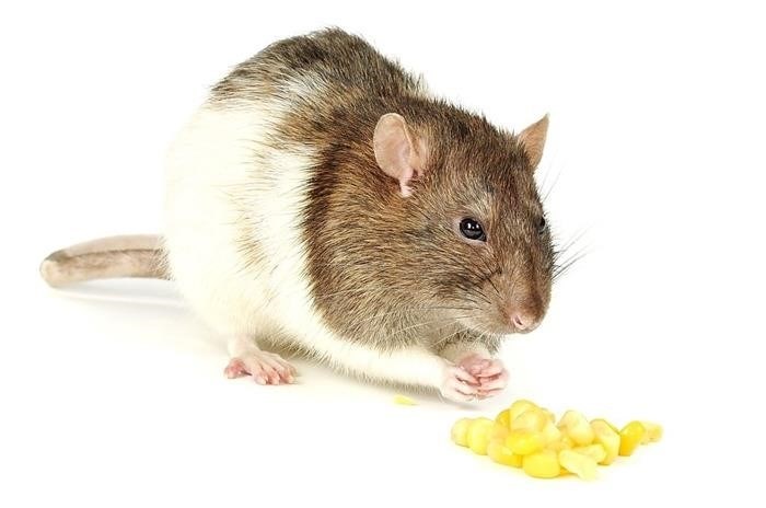 Что едят белые домашние крысы?