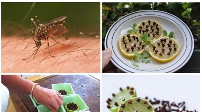 Простые и эффективные рецепты от комаров