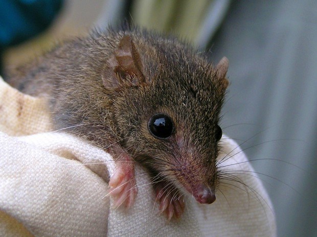 Издают ли мыши звуки при спаривании?