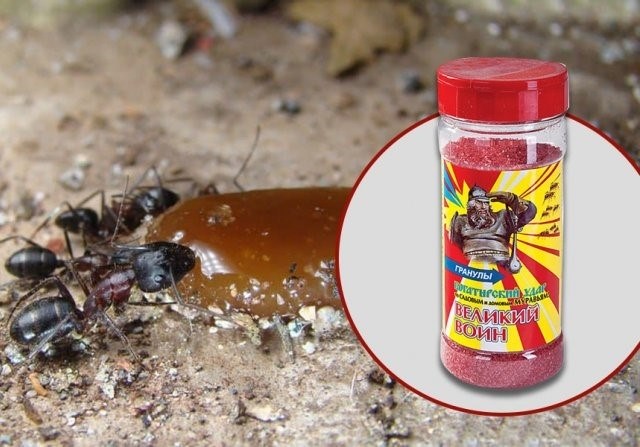 Промышленные ядохимикаты для борьбы с муравьями в теплице