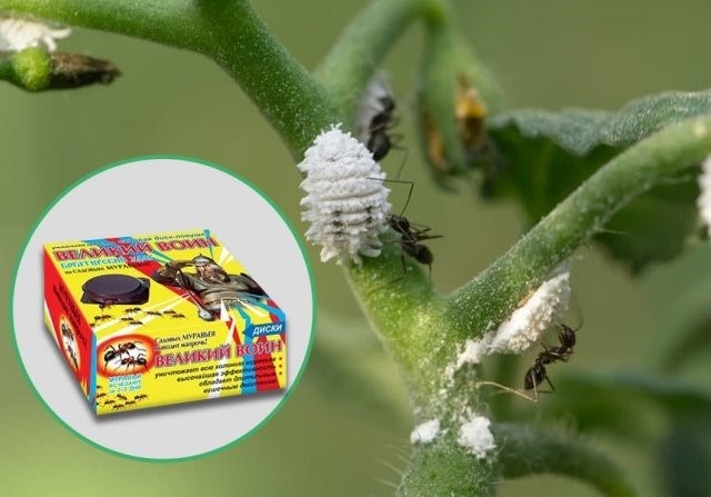 Меры профилактики для предотвращения появления муравьев в теплице