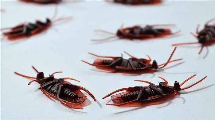 Страх перед тараканами: наследственность или обстоятельства?