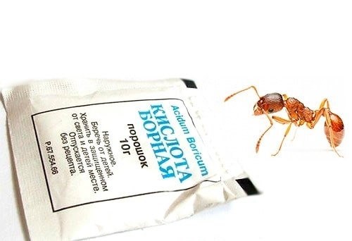 Польза и вред муравьев