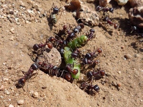 Как бороться с муравьями в теплице с помощью промышленных ядохимикатов