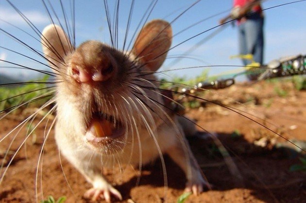 Какие запахи помогут отпугнуть крыс