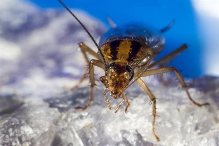 Спрей от тараканов: помощник или опасность для пауков?