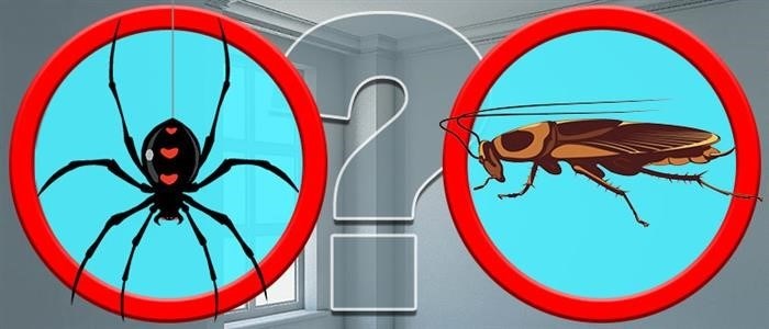 Уживаются ли пауки и тараканы в одном доме?