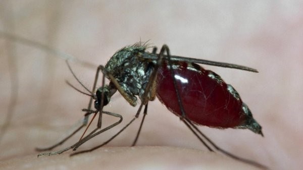 Жизненный цикл самцов и самок комаров