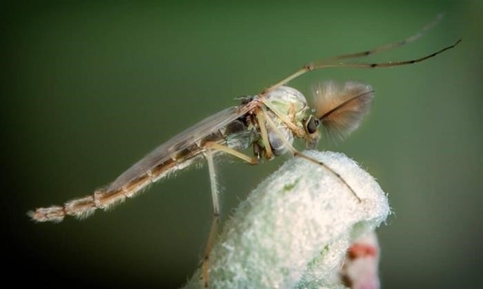 Сравнение самца и самки комаров