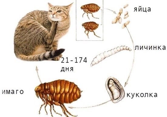 Нападают ли блохи на человека?