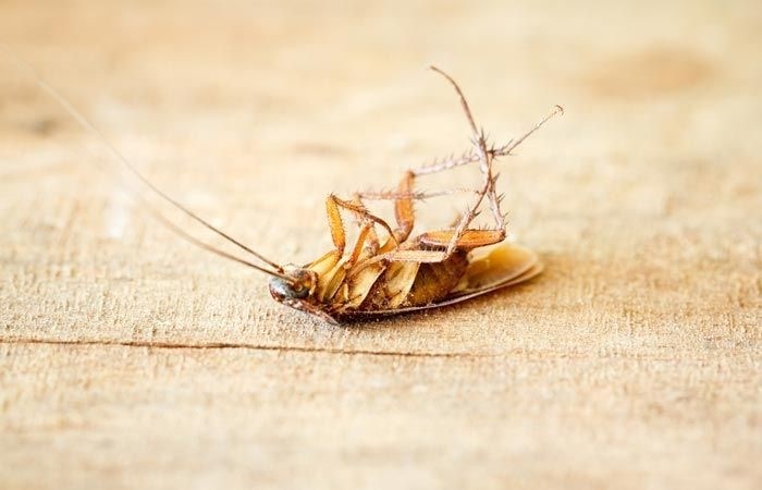 Как избежать появления тараканов от соседей?