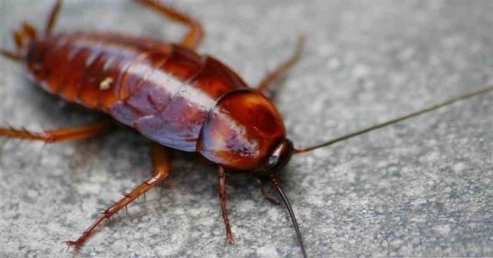 Причины возникновения боязни тараканов