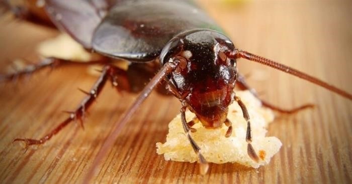 Причины иррационального страха перед тараканами