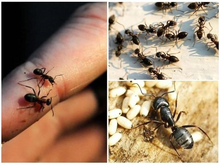 Как избавиться от муравьев на огороде?