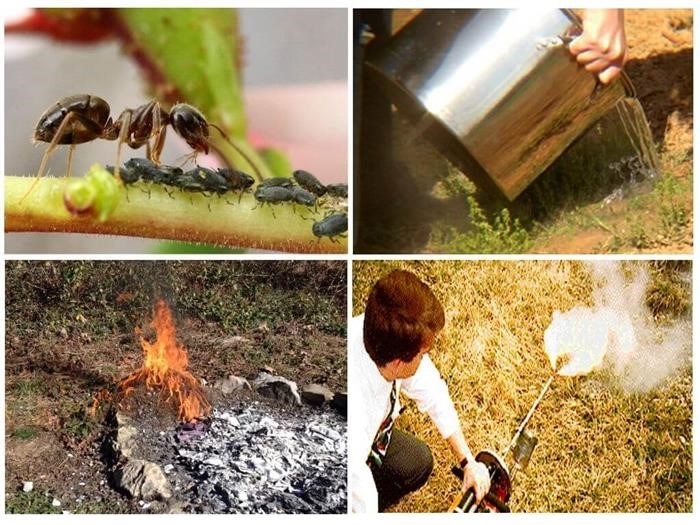 1. Выявление и уничтожение муравейников