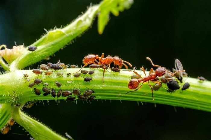 Какой вред причиняют муравьи растениям и урожаю?