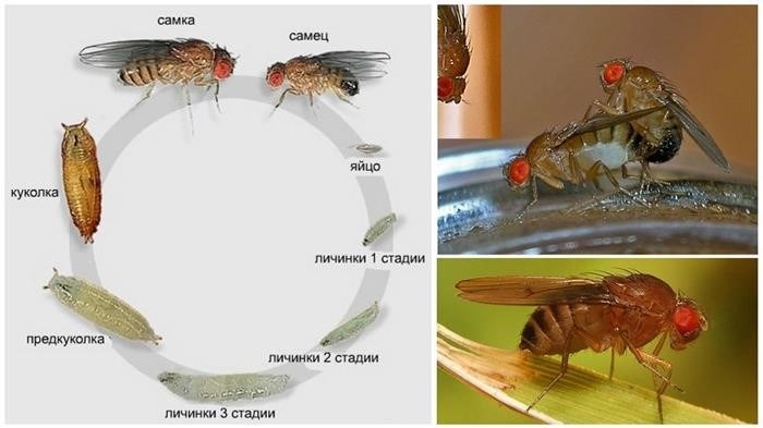 Как развивается личинка