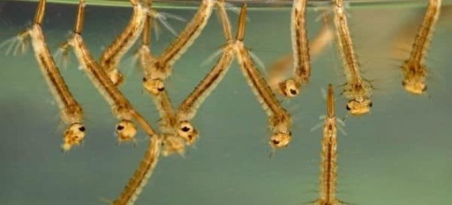 Вредны ли личинки комаров в воде?