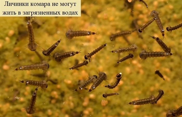 Как личинки комаров попадают в воду?