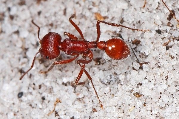 Интересные факты о муравьях