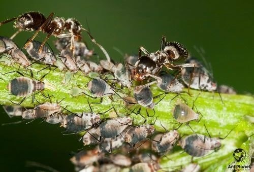 Инструменты для определения вида муравьев