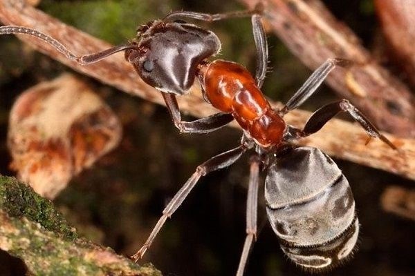 Виды муравьёв в России