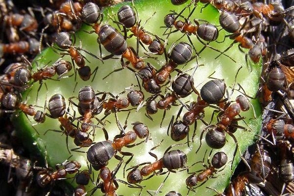 Степные муравьи