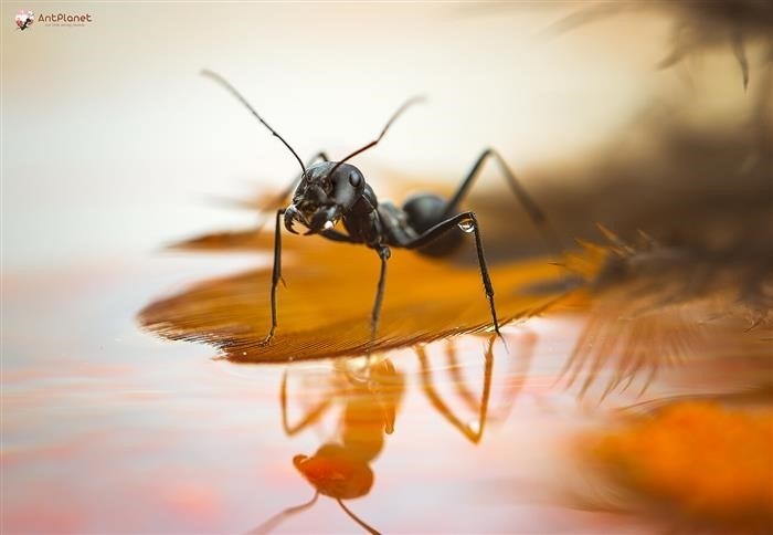 Муравьи – захватывающий мир насекомых