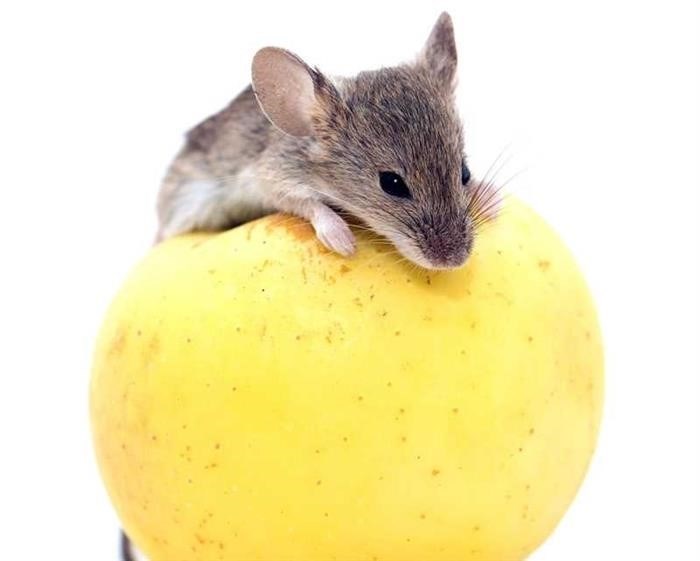 Какой запах больше всего не любят мыши?